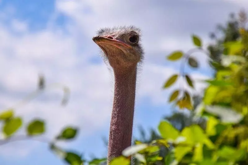 An ostrich peering over a bush